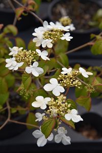 Viburnum plicatum tomentosum Summer Snowflake